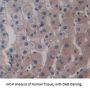 Lectin, Mannose Binding 2 (LMAN2) Antibody