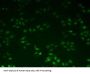 Ubiquitin Conjugating Enzyme E2I Antibody