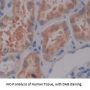 Discs, Large Homolog 3 (DLG3) Antibody