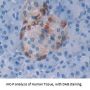 NK6 Homeobox Protein 1 (NKX6-1) Antibody