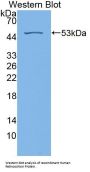 Retinoschisin Antibody