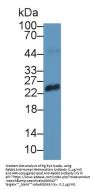 Retinoschisin Antibody