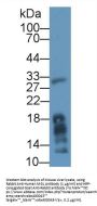 Monoglyceride Lipase (MGLL) Antibody