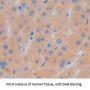 Sorting Nexin 17 (SNX17) Antibody