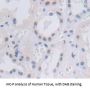 Nuclear Factor I/B (NFIB) Antibody