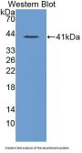 Annexin A10 (ANXA10) Antibody