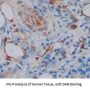 Annexin A10 (ANXA10) Antibody