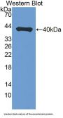 Prolyl-4-Hydroxylase Alpha Polypeptide III (P4Ha3) Antibody
