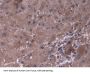 Prolyl-4-Hydroxylase Alpha Polypeptide III (P4Ha3) Antibody