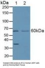 E3 Ubiquitin-Protein Ligase Parkin (PRKN) Antibody