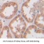 E3 Ubiquitin-Protein Ligase Parkin (PRKN) Antibody
