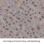 Myxovirus Resistance 2 Antibody