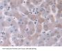 Protein kinase C-binding protein NELL2 (NELL2) Antibody