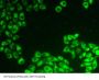 Programmed Cell Death Protein 6 (PDCD6) Antibody