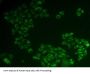 Programmed Cell Death Protein 6 (PDCD6) Antibody