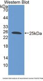Family With Sequence Similarity 5, Member C Antibody