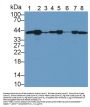 Actin beta Antibody