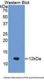 Ubiquitin (Ub) Antibody