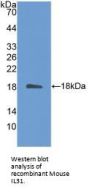 IL31 Antibody
