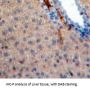 IL31 Antibody