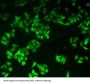 Glutathione Reductase Antibody