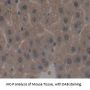 Aryl Hydrocarbon Receptor (AhR) Antibody