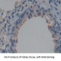 Immunoglobulin Superfamily, Member 2 (IGSF2) Antibody
