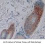 Low Density Lipoprotein Receptor Adaptor Protein 1 Antibody
