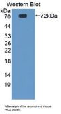 Protein Z (PROZ) Antibody