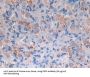 Protein Z (PROZ) Antibody