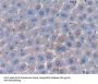 Protein Z (PROZ) Antibody