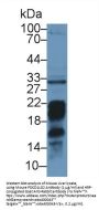 Programmed Cell Death Protein 1 Ligand 2 (PDCD1LG2) Antibody