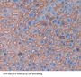 Programmed Cell Death Protein 1 Ligand 2 (PDCD1LG2) Antibody