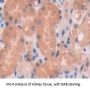 Tenascin X (TNX) Antibody