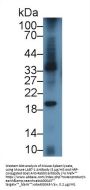 B-Lymphocyte Activation Antigen B7-1 (LAB7-1) Antibody