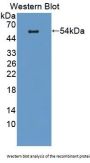 B-Lymphocyte Activation Antigen B7-1 (LAB7-1) Antibody