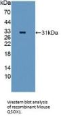 Quiescin Q6 Sulfhydryl Oxidase 1 (QSOX1) Antibody