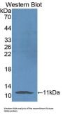 Neuregulin 4 (NRG4) Antibody