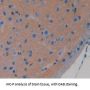 Chordin Like Protein 1 (CHRDL1) Antibody