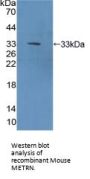 Meteorin (METRN) Antibody