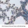 Oxoguanine Glycosylase 1 (OGG1) Antibody