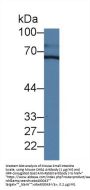 Chromogranin A Antibody