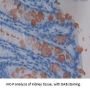 Chromogranin A Antibody