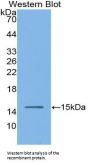 Angiotensin I Converting Enzyme (ACE) Antibody