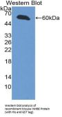Inhibin beta E Antibody