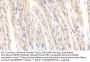 Inhibin beta E Antibody