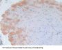 Interleukin 2 (IL2) Antibody