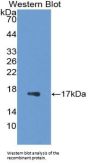 Galectin 7 (LGALS7) Antibody