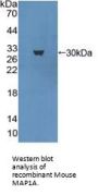 Microtubule Associated Protein 1A (MAP1A) Antibody