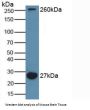 Microtubule Associated Protein 1A (MAP1A) Antibody